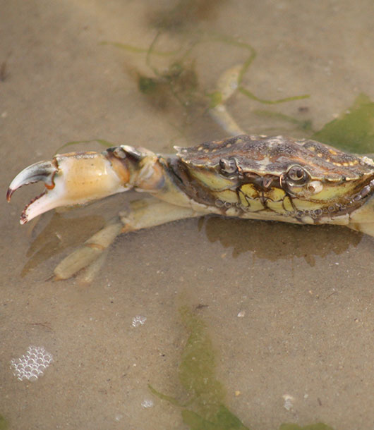 Wattwanderungen zur Strandkrabbe